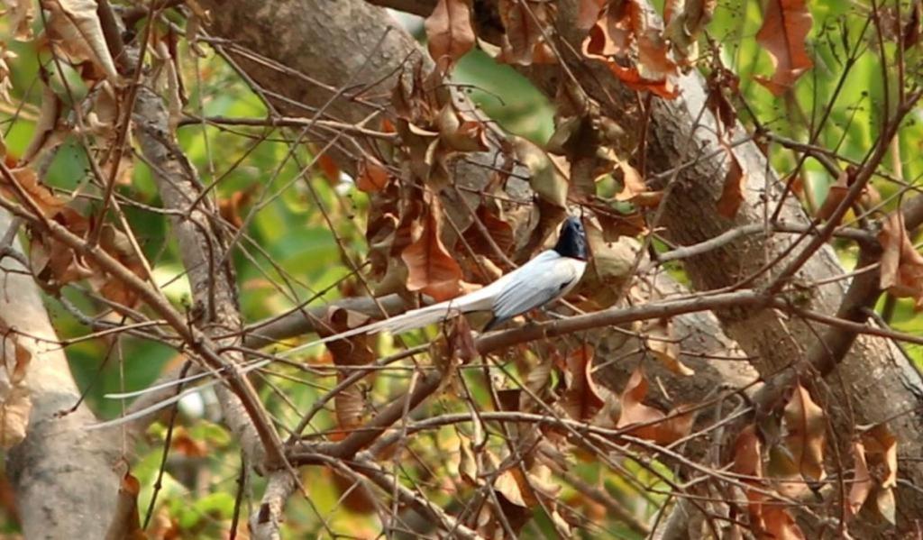 Aura Wildlife Camp And Resorts Marchula Bagian luar foto