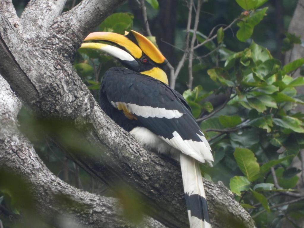 Aura Wildlife Camp And Resorts Marchula Bagian luar foto
