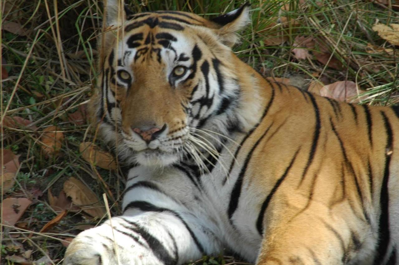 Aura Wildlife Camp And Resorts Marchula Bagian luar foto