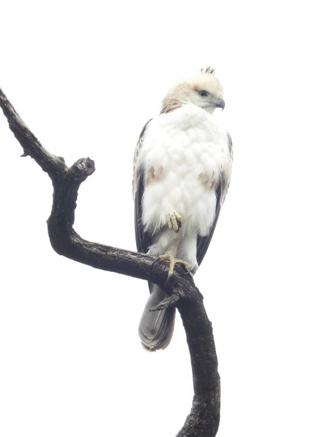 Aura Wildlife Camp And Resorts Marchula Bagian luar foto
