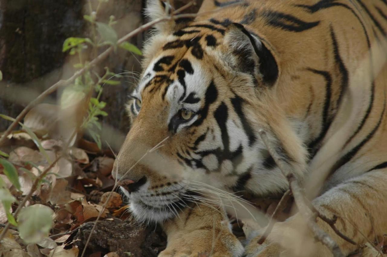 Aura Wildlife Camp And Resorts Marchula Bagian luar foto