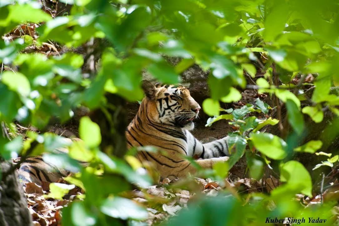 Aura Wildlife Camp And Resorts Marchula Bagian luar foto